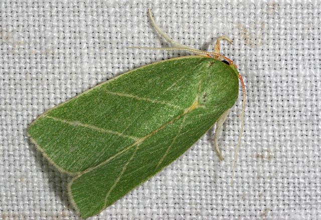 Bena bicolorana - Copyright Denis Bourgeois